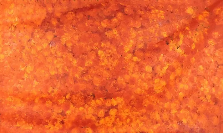 Bush Plum