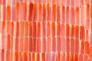 Anaty- Desert Yam