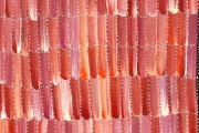 Anaty- Desert Yam