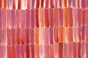 Anaty- Desert Yam