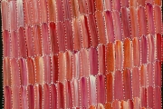 Anaty- Desert Yam