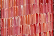 Anaty- Desert Yam