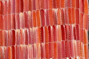 Anaty- Desert Yam