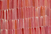 Anaty- Desert Yam
