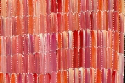 Anaty- Desert Yam