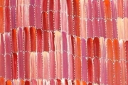 Anaty- Desert Yam