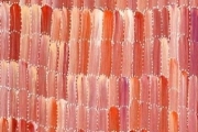 Anaty- Desert Yam