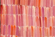 Anaty- Desert Yam
