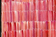 Anaty- Desert Yam