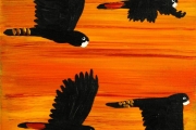 Red Tailed Black Cockatoos