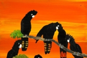 Red Tailed Black Cockatoos