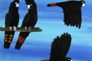 Red Tailed Black Cockatoos