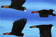 Red Tailed Black Cockatoos
