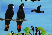 Red Tailed Black Cockatoos