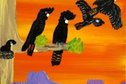 Red Tailed Black Cockatoos