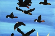 Red Tailed Black Cockatoos