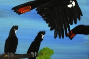 Red Tailed Black Cockatoos