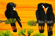 Red Tailed Black Cockatoos