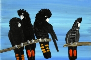 Red Tailed Black Cockatoos