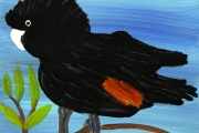 Red Tailed Black Cockatoos