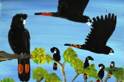 Red Tailed Black Cockatoos