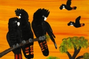Red Tailed Black Cockatoos