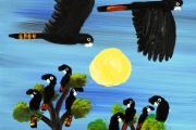 Red Tailed Black Cockatoos