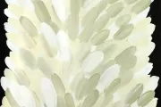 Bush Medicine Leaf
